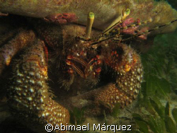 Hermitage Crab, Crash Boat, Aguadilla, Puerto Rico.
I wa... by Abimael Márquez 